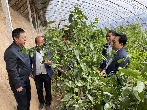 守護舌尖安全，筑牢質量防線——農業農村部食品質量監督檢驗測試中心赴大荔縣開展食用農產品抽查調研